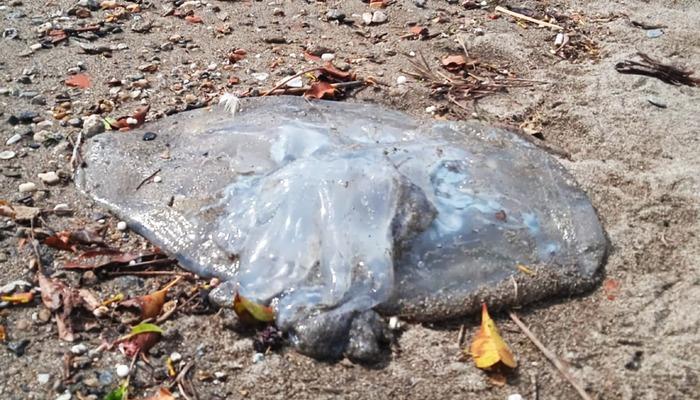 Denizlerde gizli tehlike: Temas halinde derhal doktora başvurun!  "Oynatma arttı"