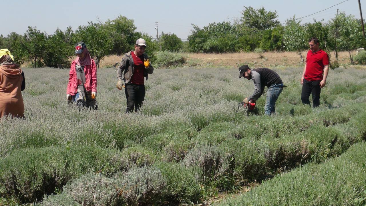 Kilis'te lavanta hasadı başladı - Son Dakika Haberi