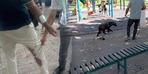 Bir ilde 'öfke' alarmı!  Saldıran köpek hayatını kaybetti