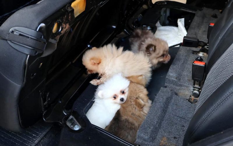Yavru Pomeranian köpekleri koltuğun altından çıktı