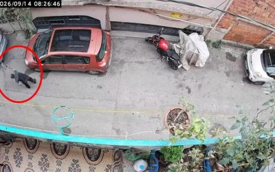 Kan donduran görüntü: Alkollü adam kediye şiddet uyguladı
