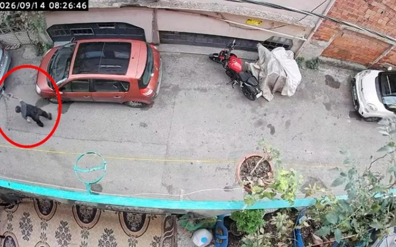 Kan donduran görüntü: Alkollü adam kediye şiddet uyguladı